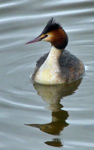 Great Crested Grebe