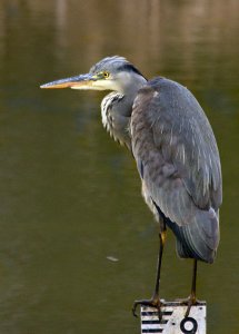 Grey Heron