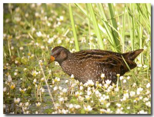 Spotted crake