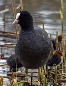 Coot Family