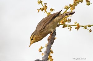 Tickell's Leaf Warbler