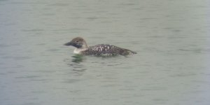 Great Northern Diver