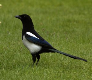 Magpie