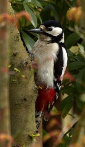 Great Spotted Woodpecker