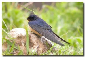 Barn swallow