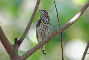 Ocellated Piculet