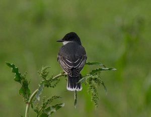 Eastern Kingbird