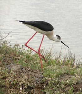 Black-winged stilt