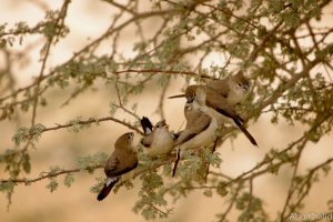 Indian Silverbill