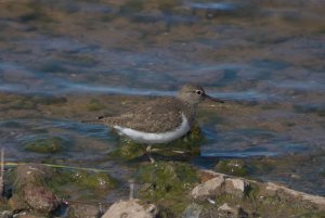 Common Sandpiper