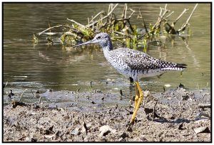 Greater Yellowlegs