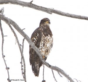 Bald Eagle 2nd Yr Juv in Snow Squall YELL-WINT SER