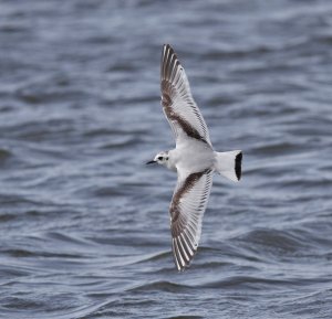 Little Gull, 1stW, Seaforth NR, 17 April 2012