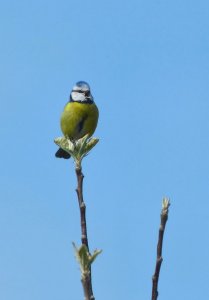 Blue tit singing