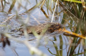 water vole