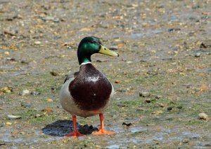 Mallard drake