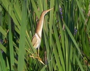 Least Bittern