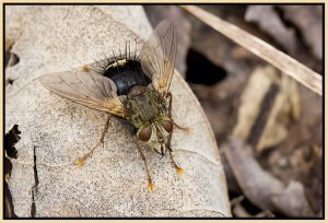 Tachinid Fly