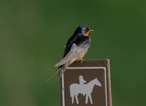 Barn Swallow