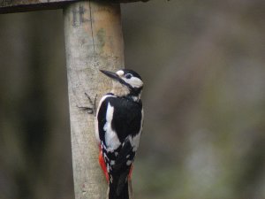 WOODPECKER