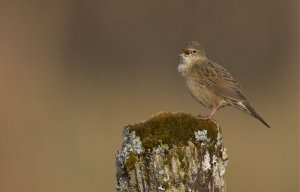 Grasshopper Warbler