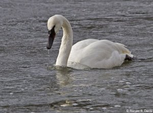 Trumpeter Swan Adult YELL-WINT SER