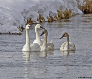 Trumpeter Swan Family YELL-WINT SER