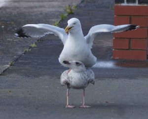 Adult Herring gull attempting to copulate with juvenile