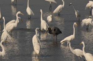 Great Blue Heron