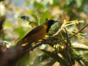 Bar-winged Oriole (female)