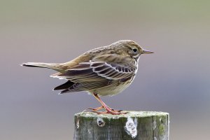 Meadow Pipit