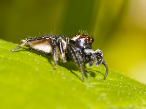 Jumping Spider