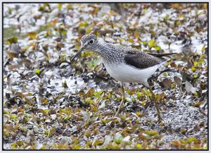 Solitary Sandpiper