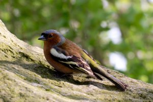 Chaffinch on a rock