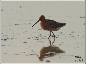 Asian Dowitcher (2)