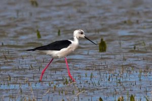 Black-winged Stilt