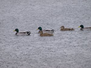 Water off a ducks back