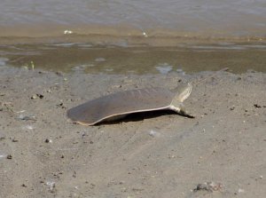 Midland Smooth Softshell Turtle