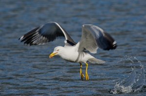 Lesser Black-backed Gull