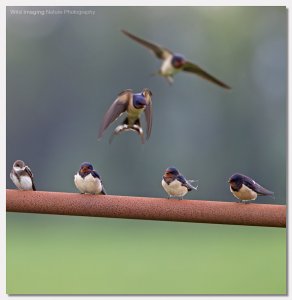 Swallows on a rail