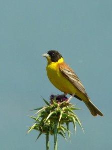 Black-headed Bunting