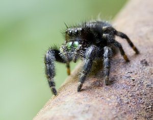 Phiddipus Jumping Spider