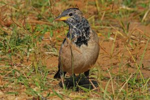 Rose-coloured Starling