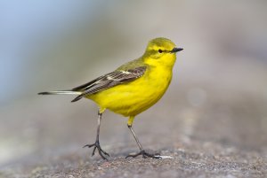 Yellow Wagtail