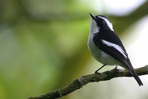 Little Pied Flycatcher (Male) - Sikatan Belang (Ina)