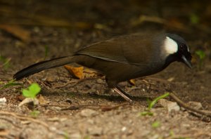 Black-throated Laughingthrush