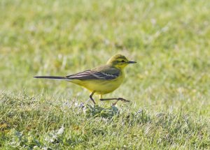Yellow Wagtail, male, Seaforth NR, 6 May 2012
