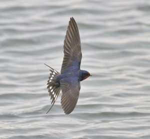 Swallow, Seaforth NR, 7 May 2012