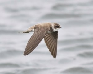 Sand Martin, Seaforth NR, 7 May 2012