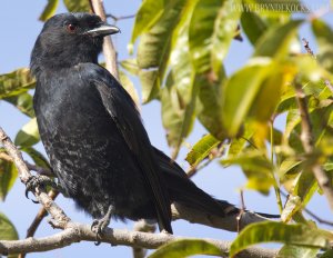 Fork Tailed Drongo